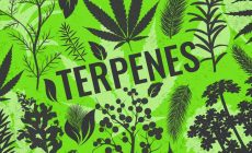 All About Terpenes in Cannabis – Mike Staumietis